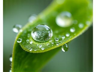 Gotas de agua cayendo sobre una planta joven, simbolizando el consumo de agua